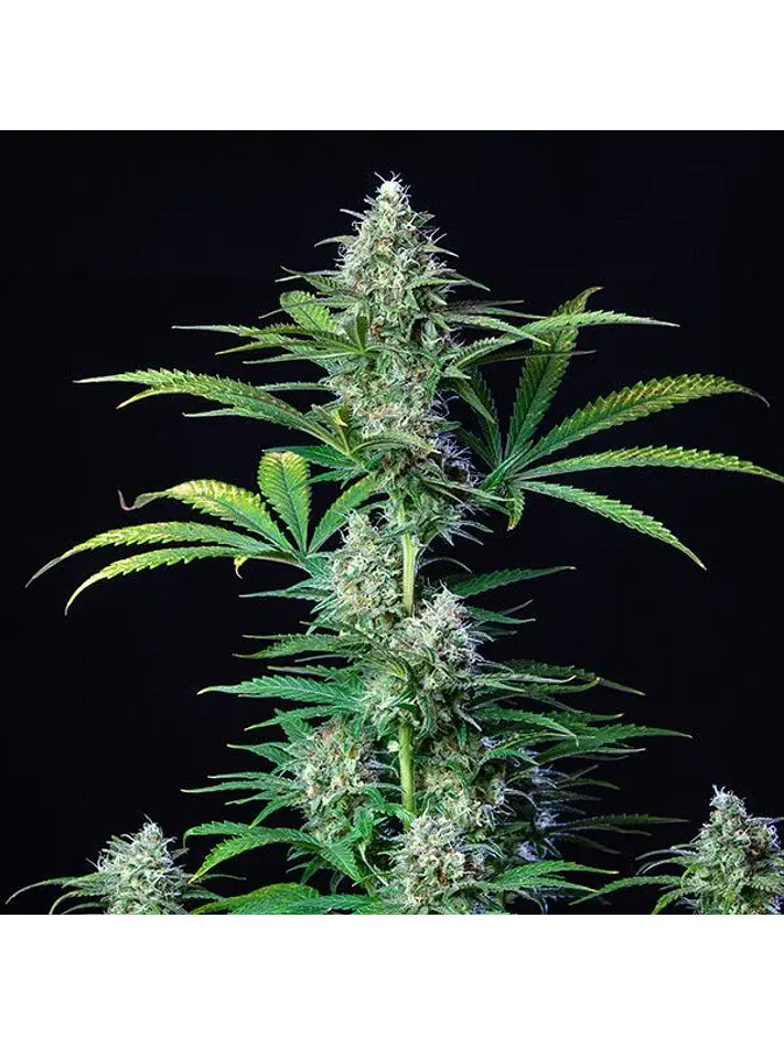Royal Runtz Usa Premium Fem X3-Royal Queen 3