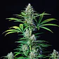 Royal Runtz Usa Premium Fem X3-Royal Queen - Miniatura 3