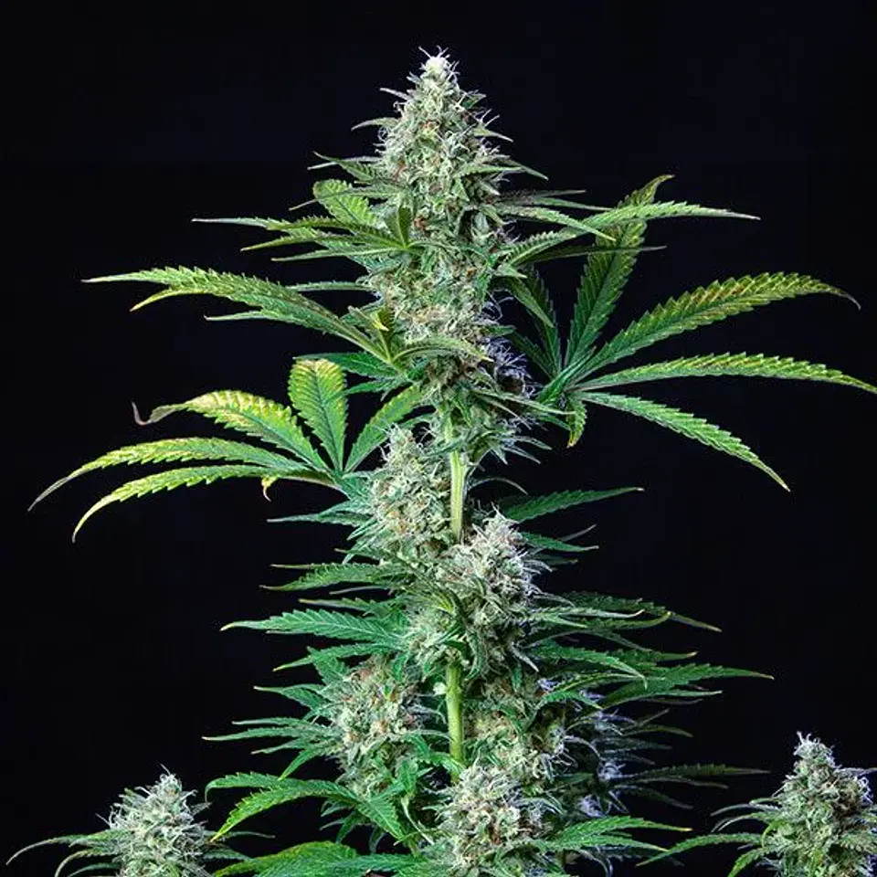 Royal Runtz Usa Premium Fem X3-Royal Queen 3