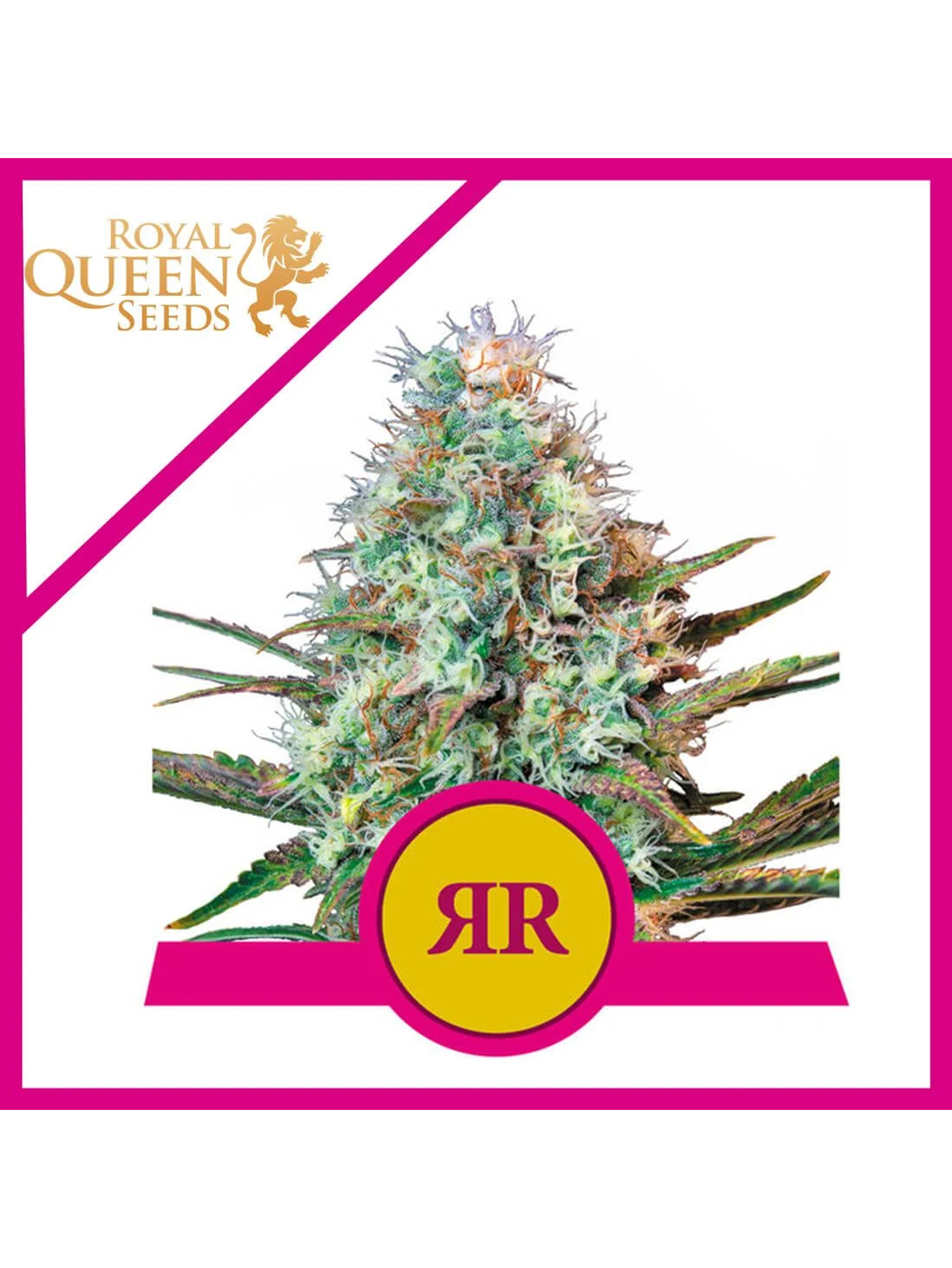 Royal Runtz Usa Premium Fem X3-Royal Queen 1