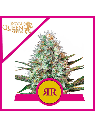 ROYAL RUNTZ USA PREMIUM FEM X3-ROYAL QUEEN 1