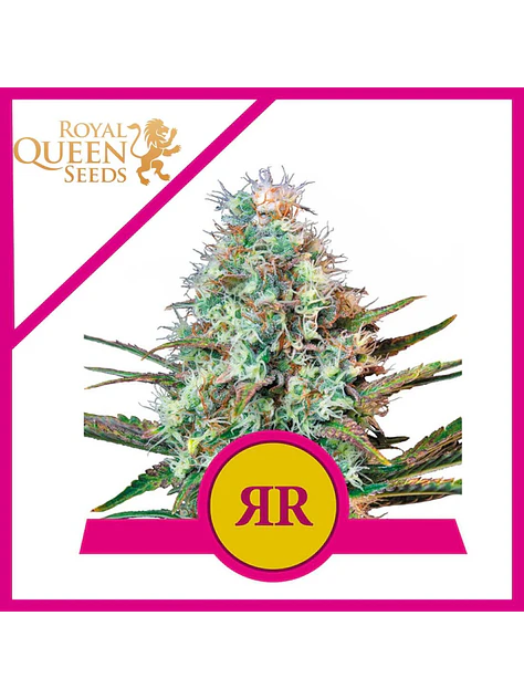 Royal Runtz Usa Premium Fem X3-Royal Queen 1