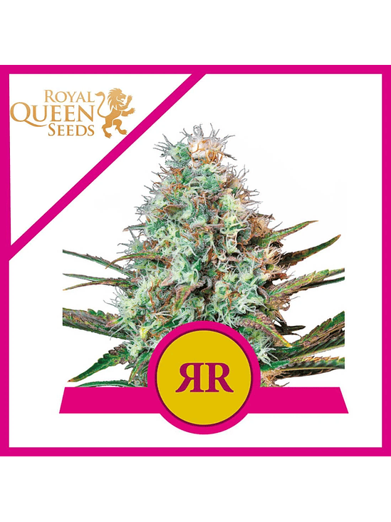 ROYAL RUNTZ USA PREMIUM FEM X3-ROYAL QUEEN 1