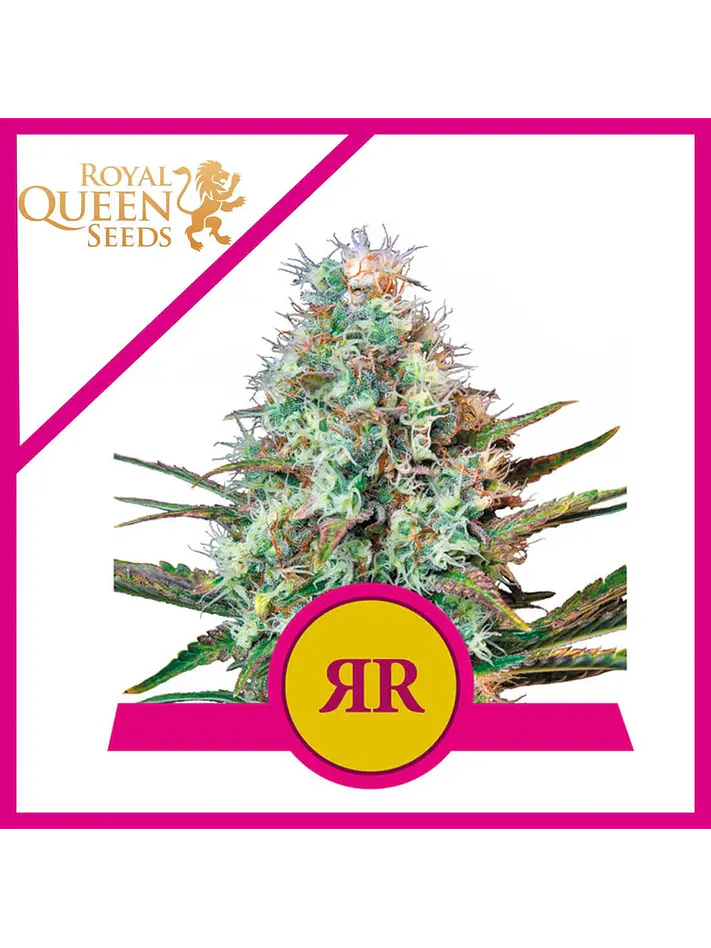 Royal Runtz Usa Premium Fem X3-Royal Queen 1