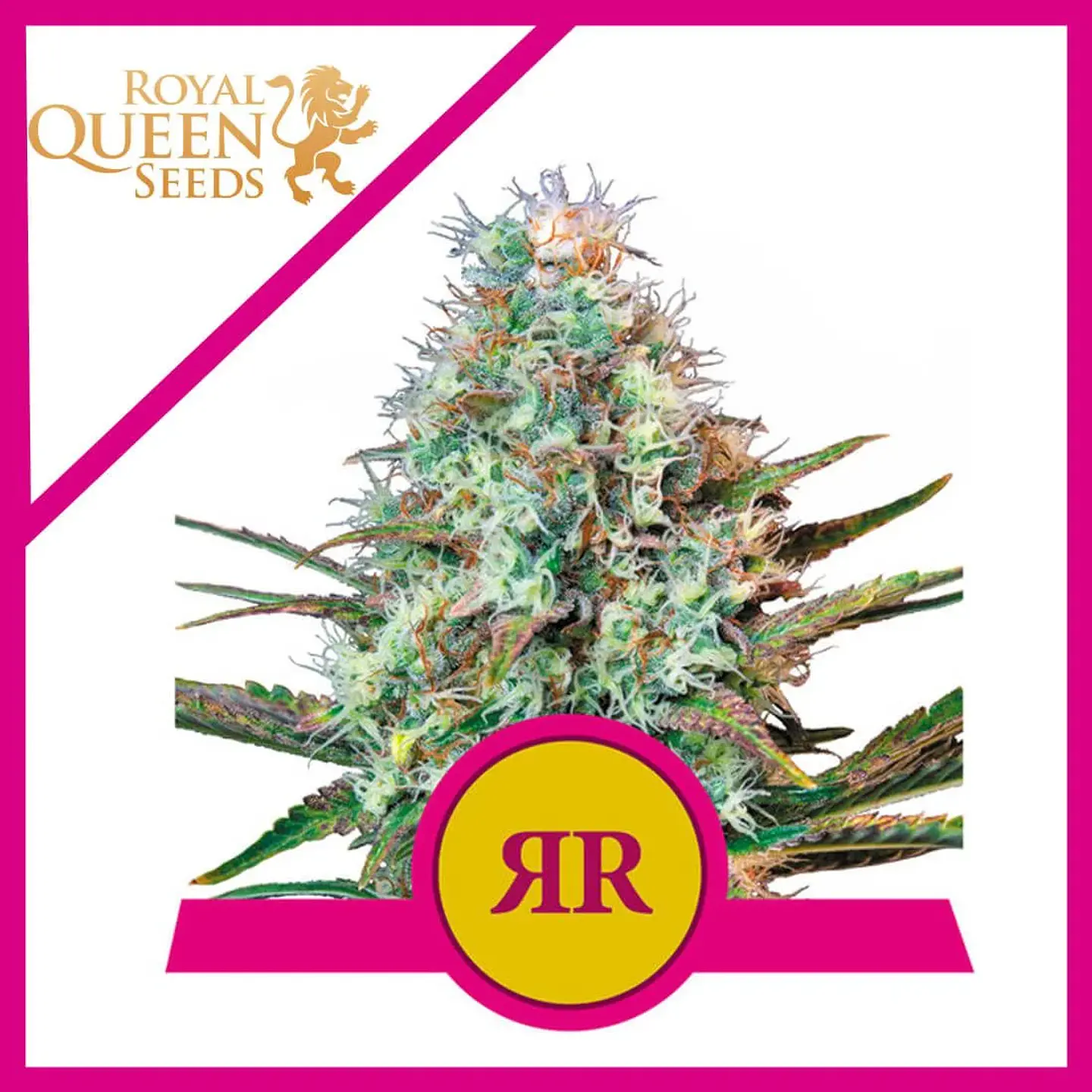 Royal Runtz Usa Premium Fem X3-Royal Queen 1