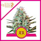 Royal Runtz Usa Premium Fem X3-Royal Queen - Miniatura 1