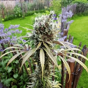 Amg Fem X1-Royal Queen Seeds