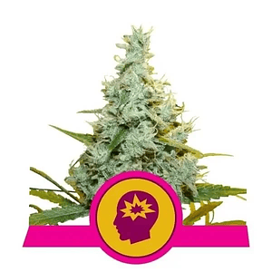Amg Fem X3-Royal Queen Seeds