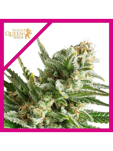 AMNESIA HAZE  FEM X3-ROYAL QUEEN SEEDS 1