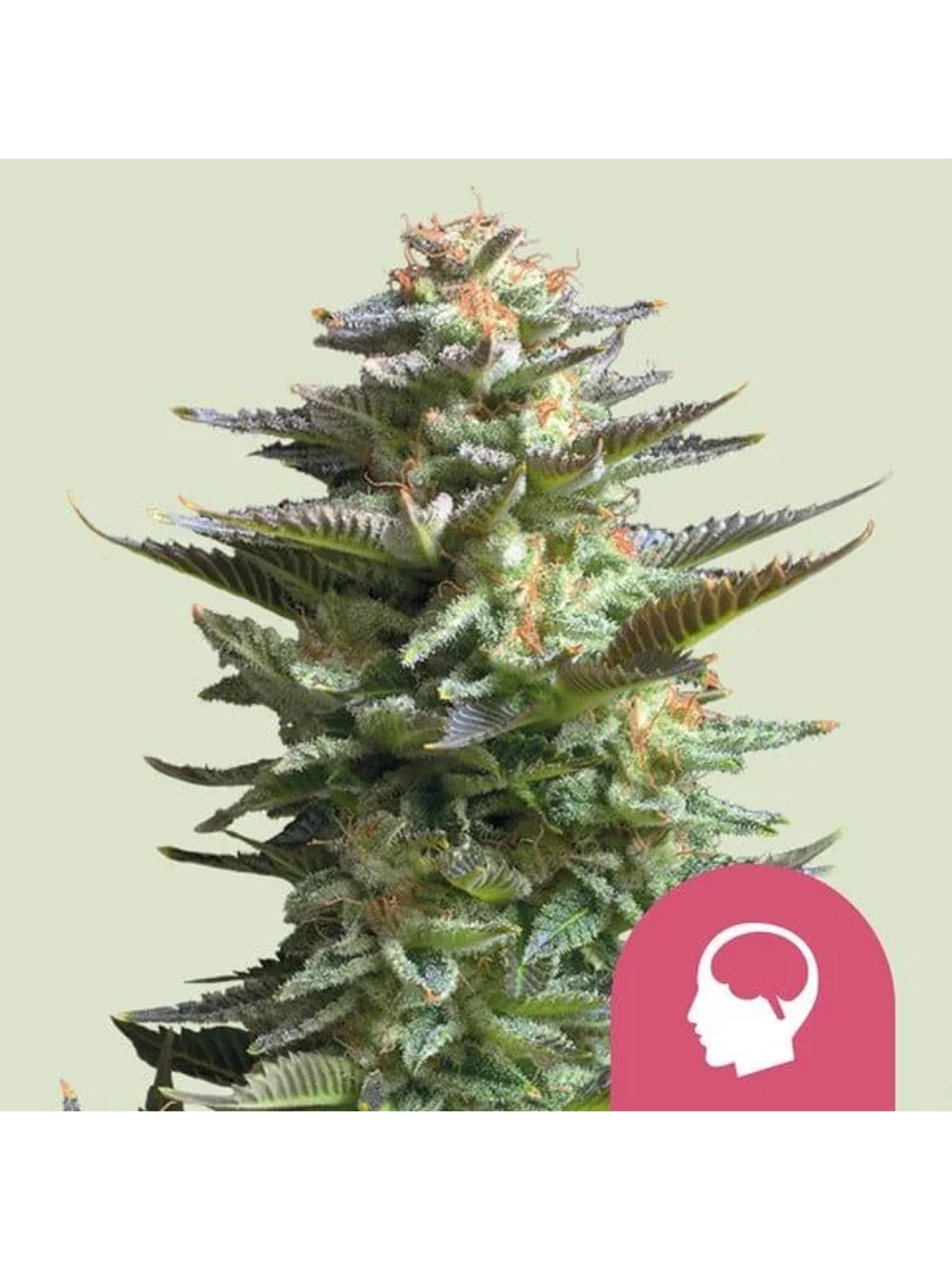 Amnesia Haze Fem -Royal Queen Seeds (X100/X3) 1