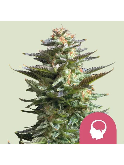 Amnesia Haze Fem -Royal Queen Seeds (X100/X3) 1