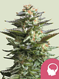 Amnesia Haze Fem X100-Royal Queen Seeds - Miniatura 1