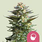 Amnesia Haze Fem -Royal Queen Seeds (X100/X3) - Miniatura 1
