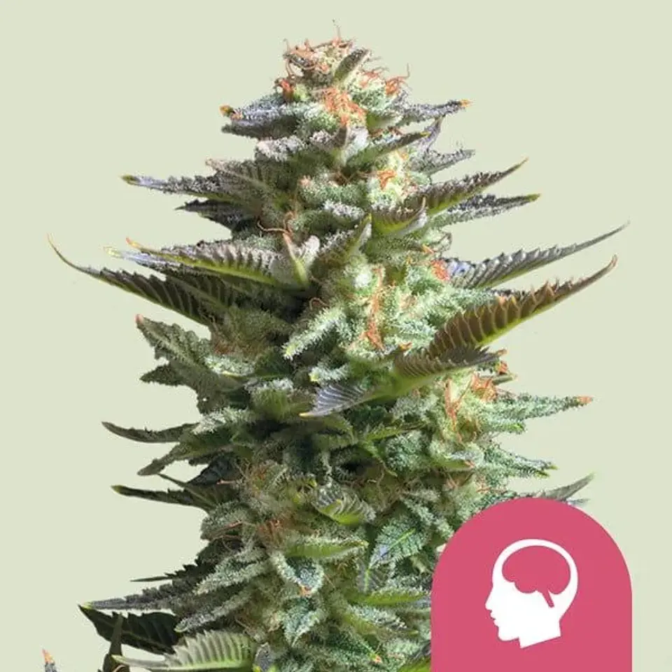 Amnesia Haze Fem -Royal Queen Seeds (X100/X3) 1