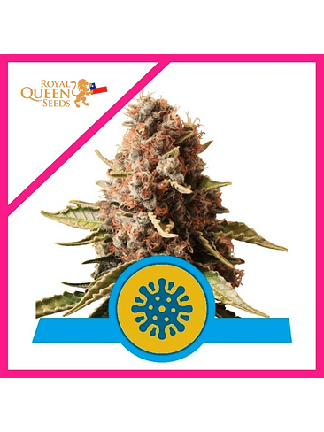 EUPHORIA CBD FEM X3-ROYAL QUEEN SEEDS 1