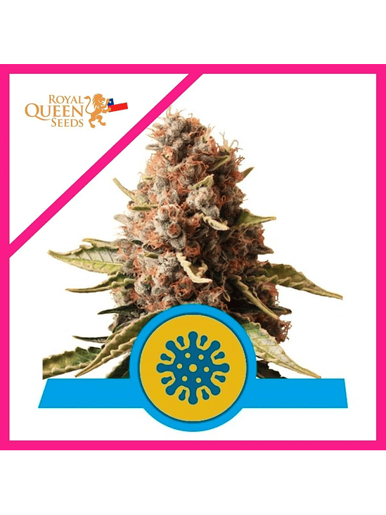 EUPHORIA CBD FEM X3-ROYAL QUEEN SEEDS 1