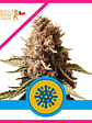 Euphoria Cbd Fem X3-Royal Queen Seeds - Miniatura 1