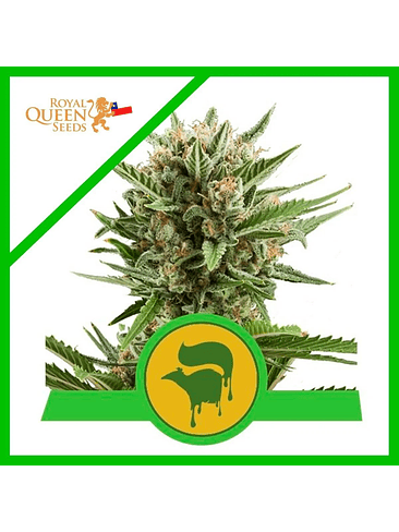 SWEET SKUNK  AUTO X1-ROYAL QUEEN SEEDS 1