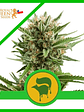 Sweet Skunk  Auto X1-Royal Queen Seeds - Miniatura 1