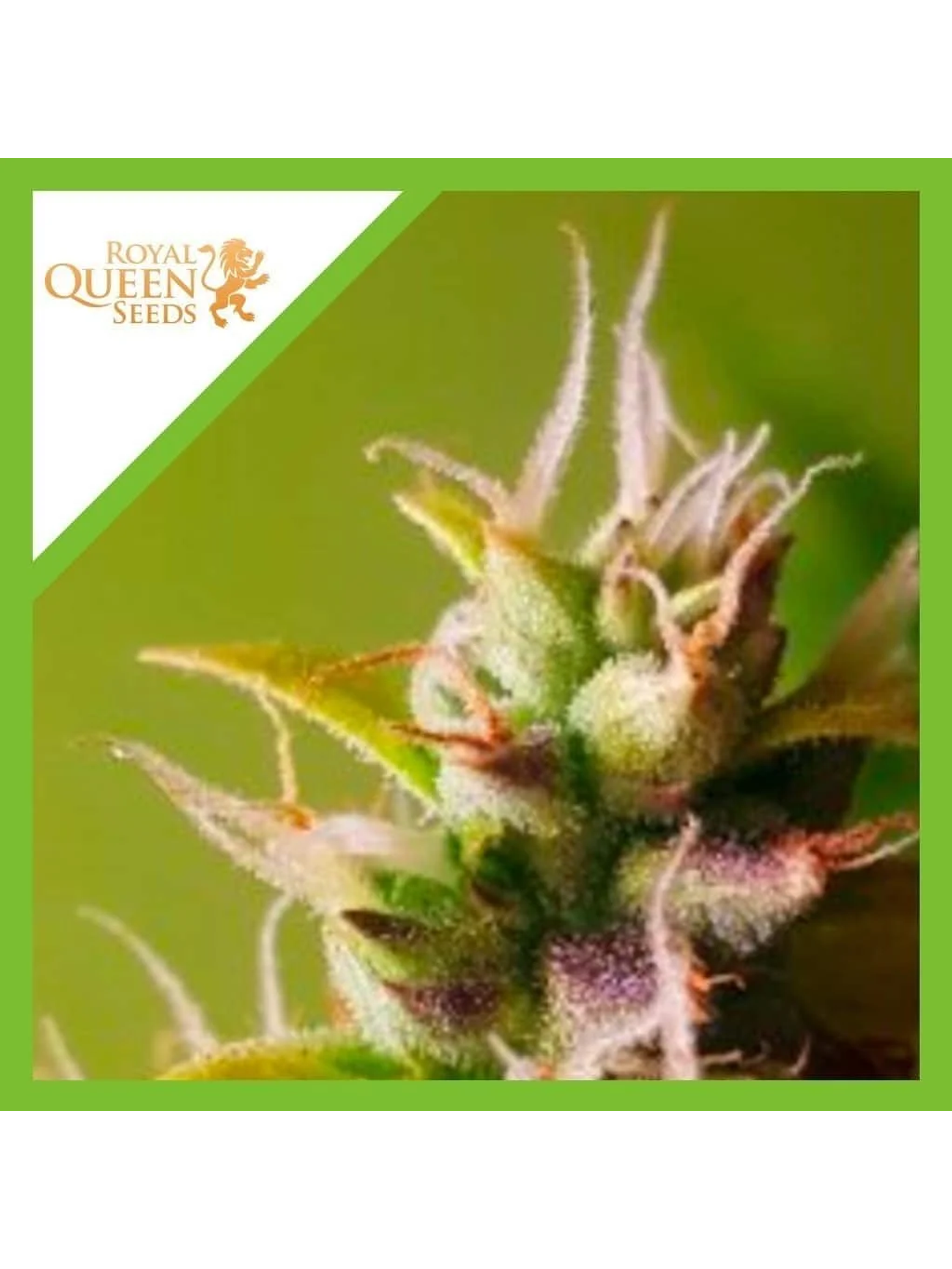 Bubble Kush Auto -Royal Queen Seeds (X10/X3/X1) 1