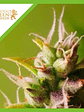 Bubble Kush  Auto X1-Royal Queen Seeds - Miniatura 1