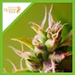 Bubble Kush Auto -Royal Queen Seeds (X10/X3/X1) - Miniatura 1