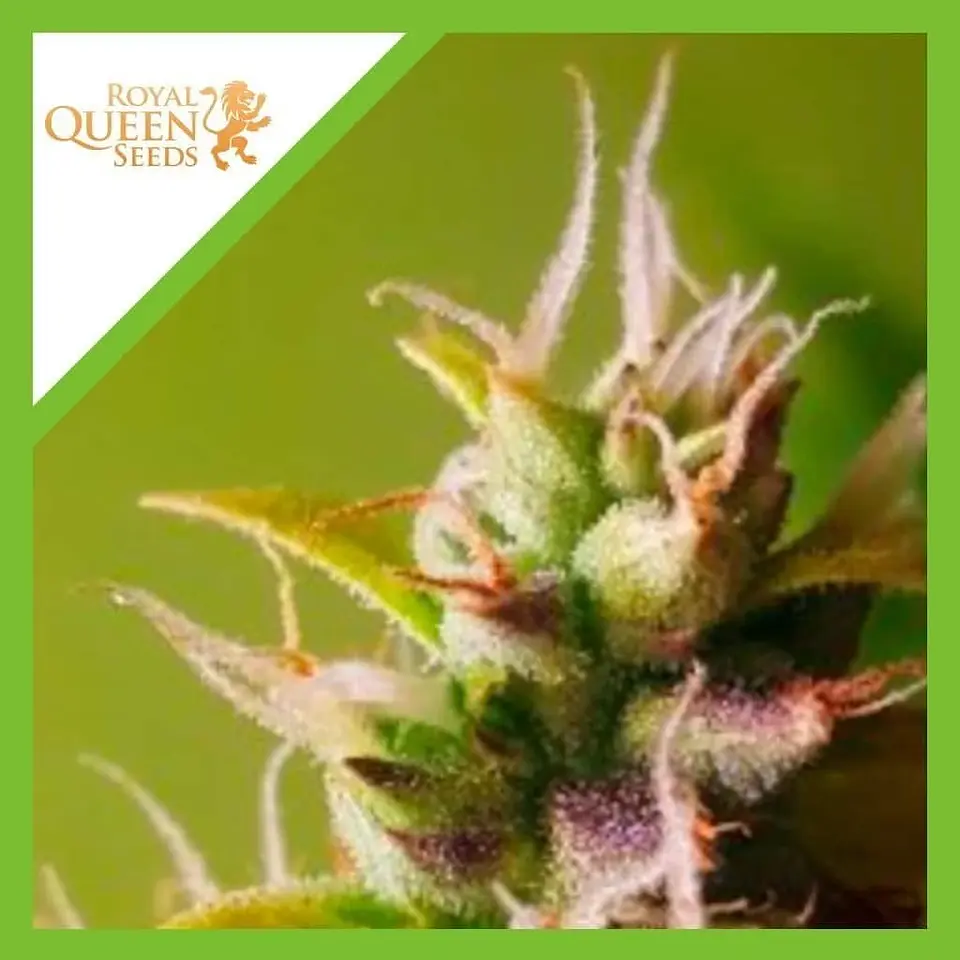 Bubble Kush Auto -Royal Queen Seeds (X10/X3/X1) 1