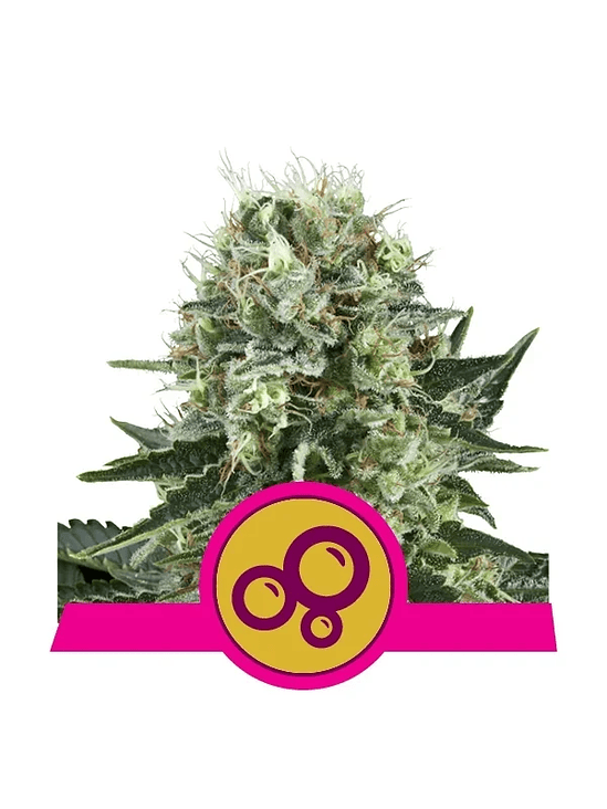 BUBBLE KUSH  FEM X3-ROYAL QUEEN SEEDS 1