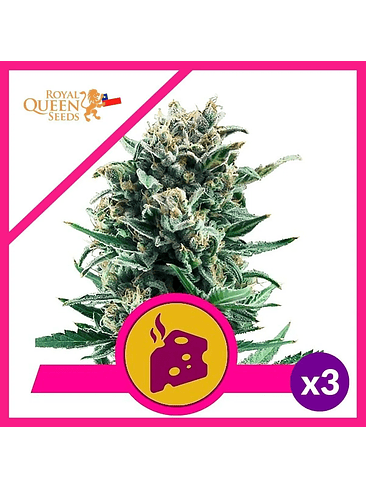 BLUE CHEESE  FEM X3-ROYAL QUEEN SEEDS 1