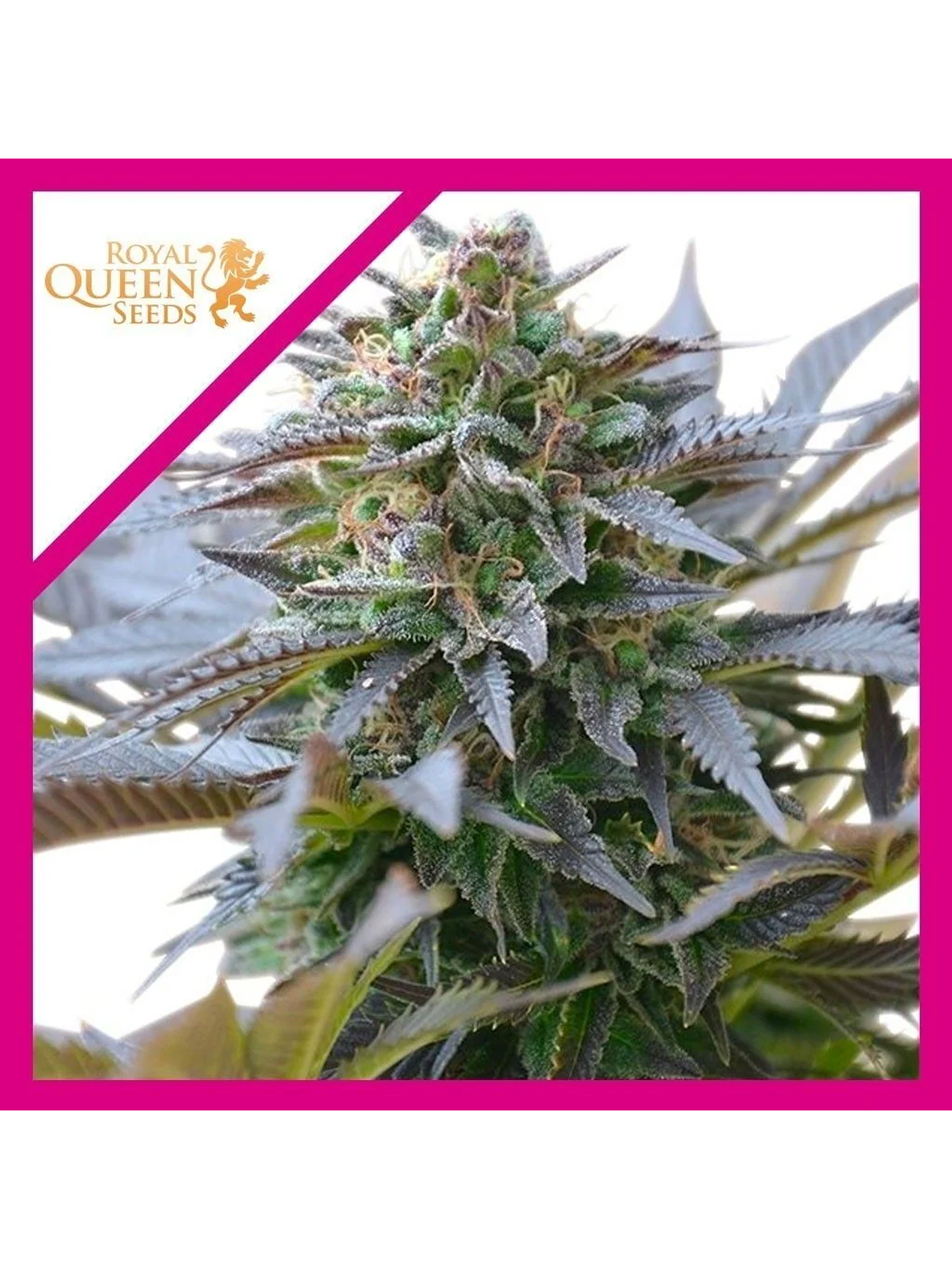 Blue Mistic Fem -Royal Queen Seeds (X3/X1) 1