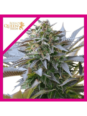 BLUE MISTIC  FEM X1-ROYAL QUEEN SEEDS 1