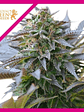 Blue Mistic  Fem X1-Royal Queen Seeds - Miniatura 1