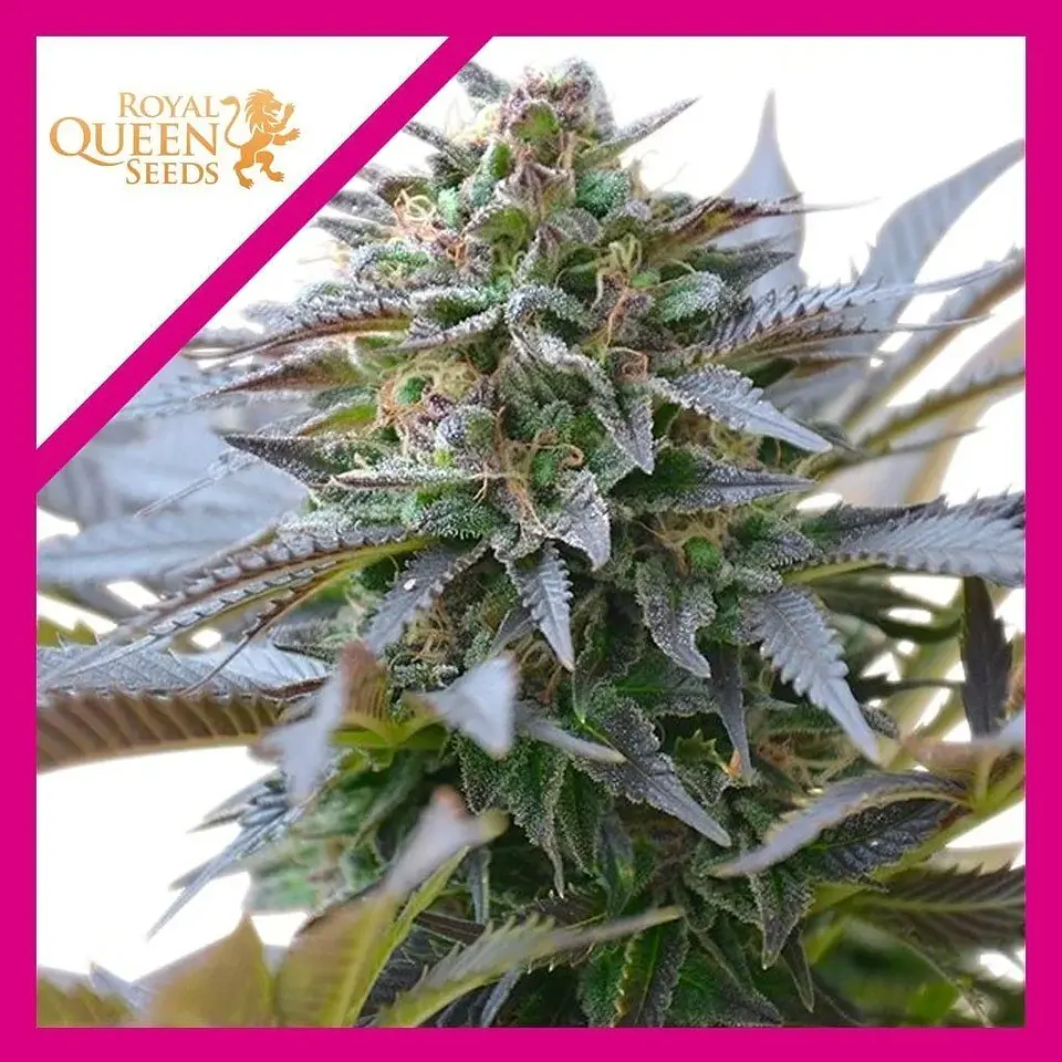 Blue Mistic Fem -Royal Queen Seeds (X3/X1) 1