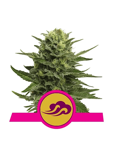 BLUE MISTIC  FEM X3-ROYAL QUEEN SEEDS 1