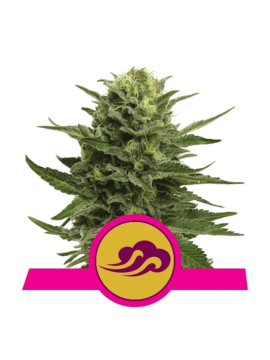 BLUE MISTIC  FEM X3-ROYAL QUEEN SEEDS 1