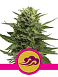 Blue Mistic  Fem X3-Royal Queen Seeds - Miniatura 1