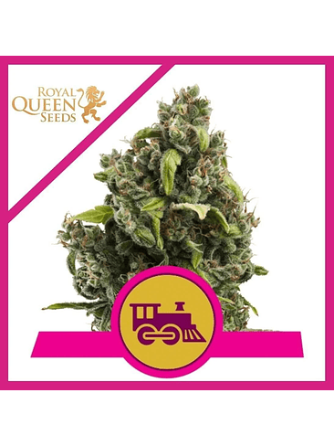 CANDY KUSH EXPRES  F1 FEM X3-ROYAL QUEEN SEEDS 1