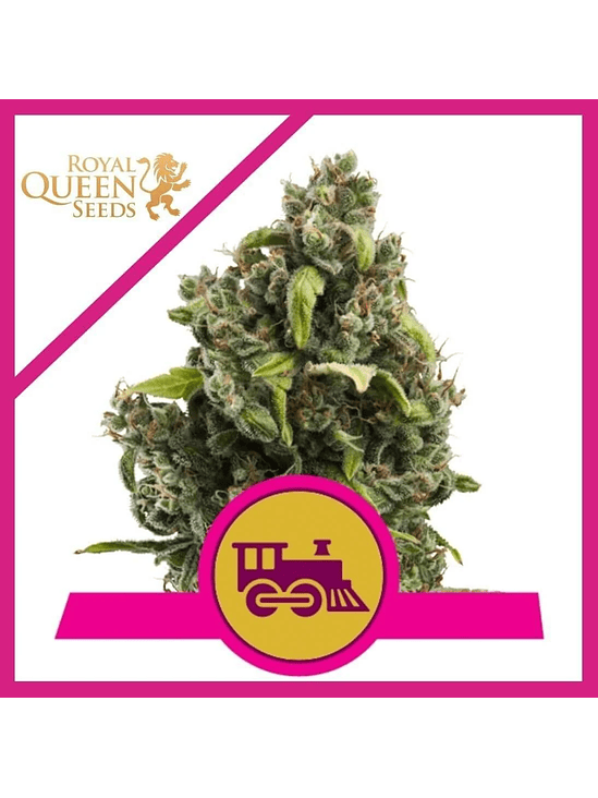 CANDY KUSH EXPRES  F1 FEM X3-ROYAL QUEEN SEEDS 1