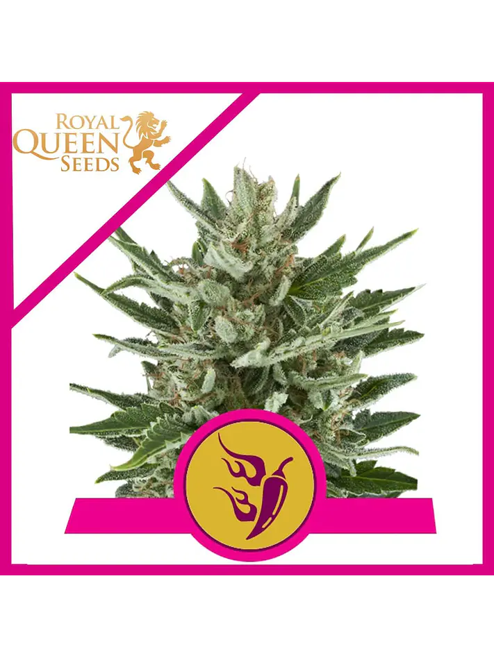 Speedy Chile Fast Fem -Royal Queen Seeds (X100/X10/X3/X1) 1