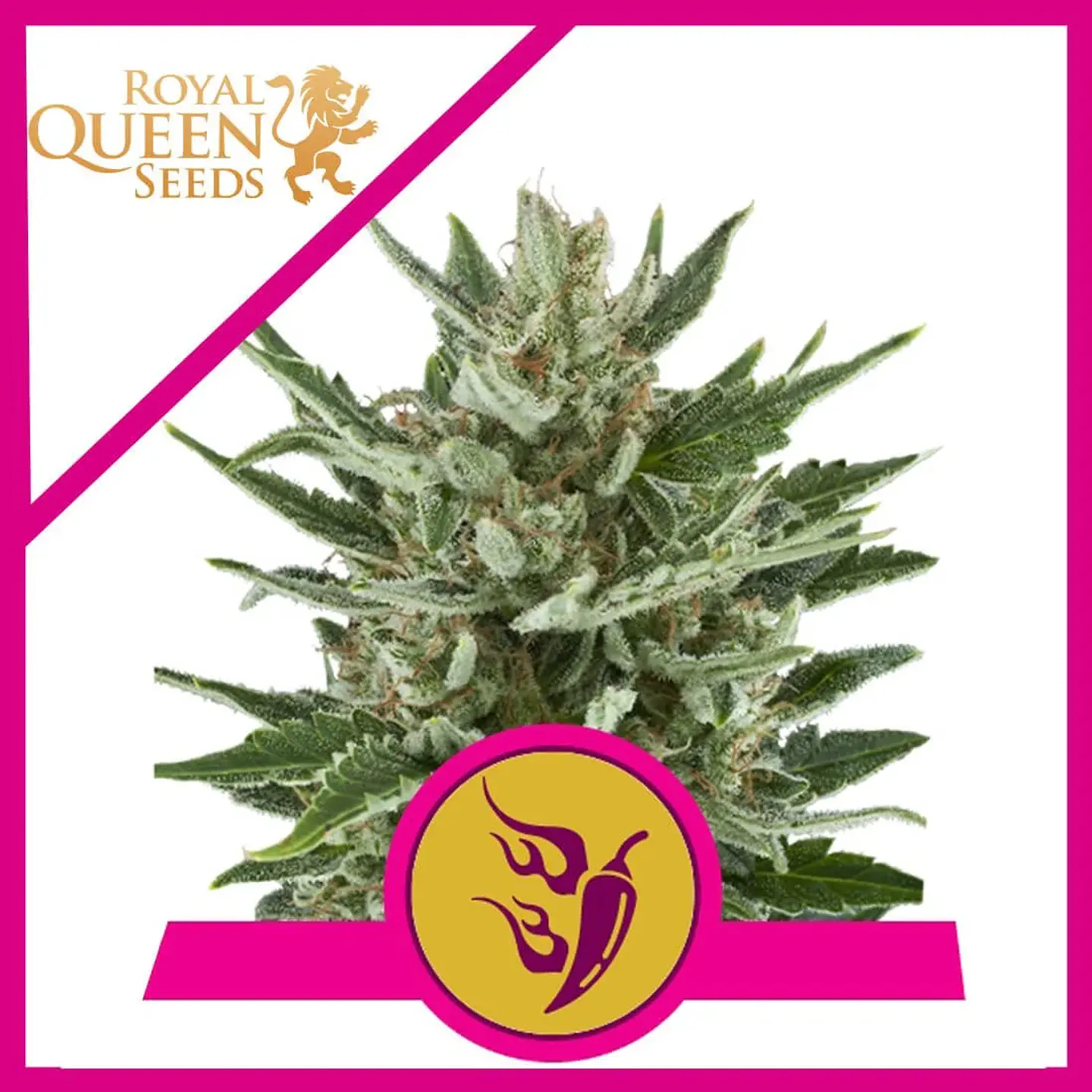 Speedy Chile Fast Fem -Royal Queen Seeds (X100/X10/X3/X1) 1
