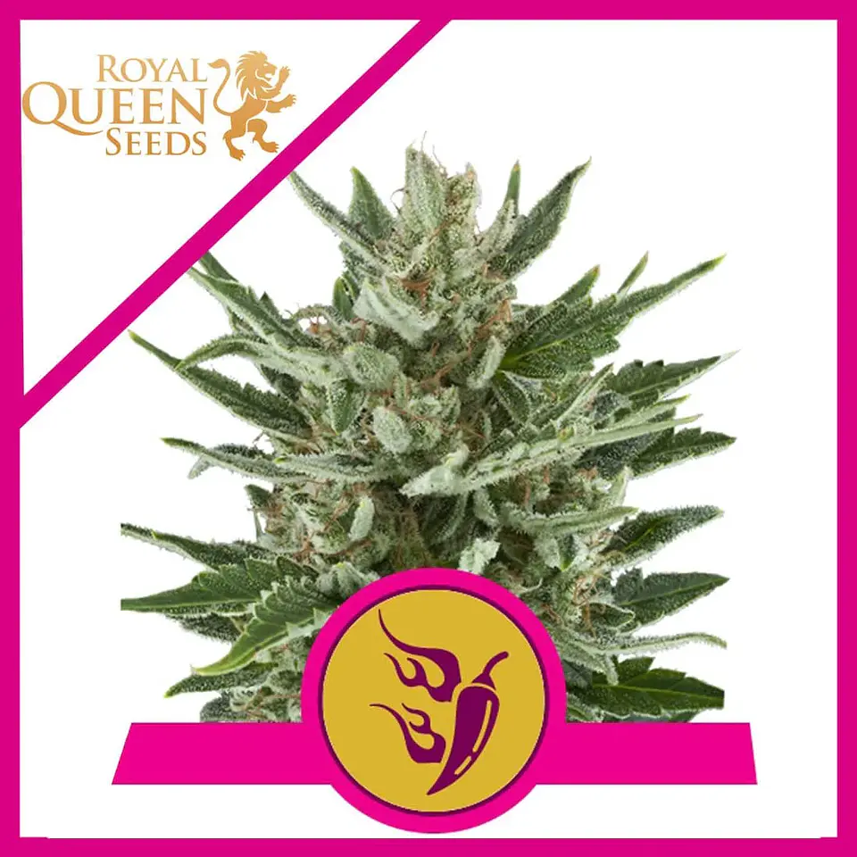 Speedy Chile Fast Fem -Royal Queen Seeds (X100/X10/X3/X1) 1