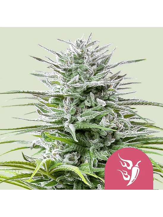SPEEDY CHILE FAST FEM X100-ROYAL QUEEN SEEDS 1