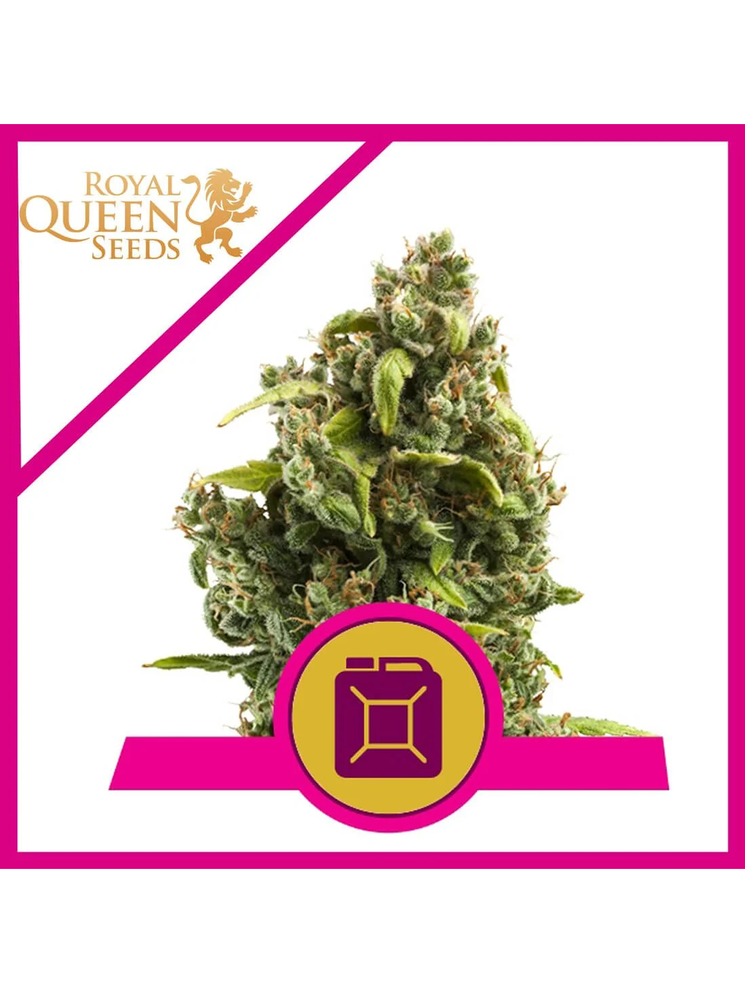 Sour Diesel Fem X3-Royal Queen 1