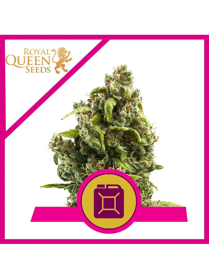 Sour Diesel Fem X3-Royal Queen 1