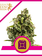 SOUR DIESEL FEM X3-ROYAL QUEEN - Miniatura 1
