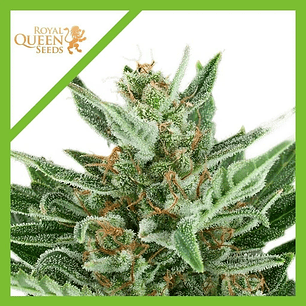 EASY BUD  AUTO X1-ROYAL QUEEN SEEDS