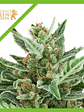 Easy Bud  Auto X1-Royal Queen Seeds - Miniatura 1