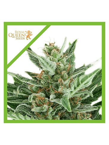 EASY BUD AUTO X3-ROYAL QUEEN SEEDS 1