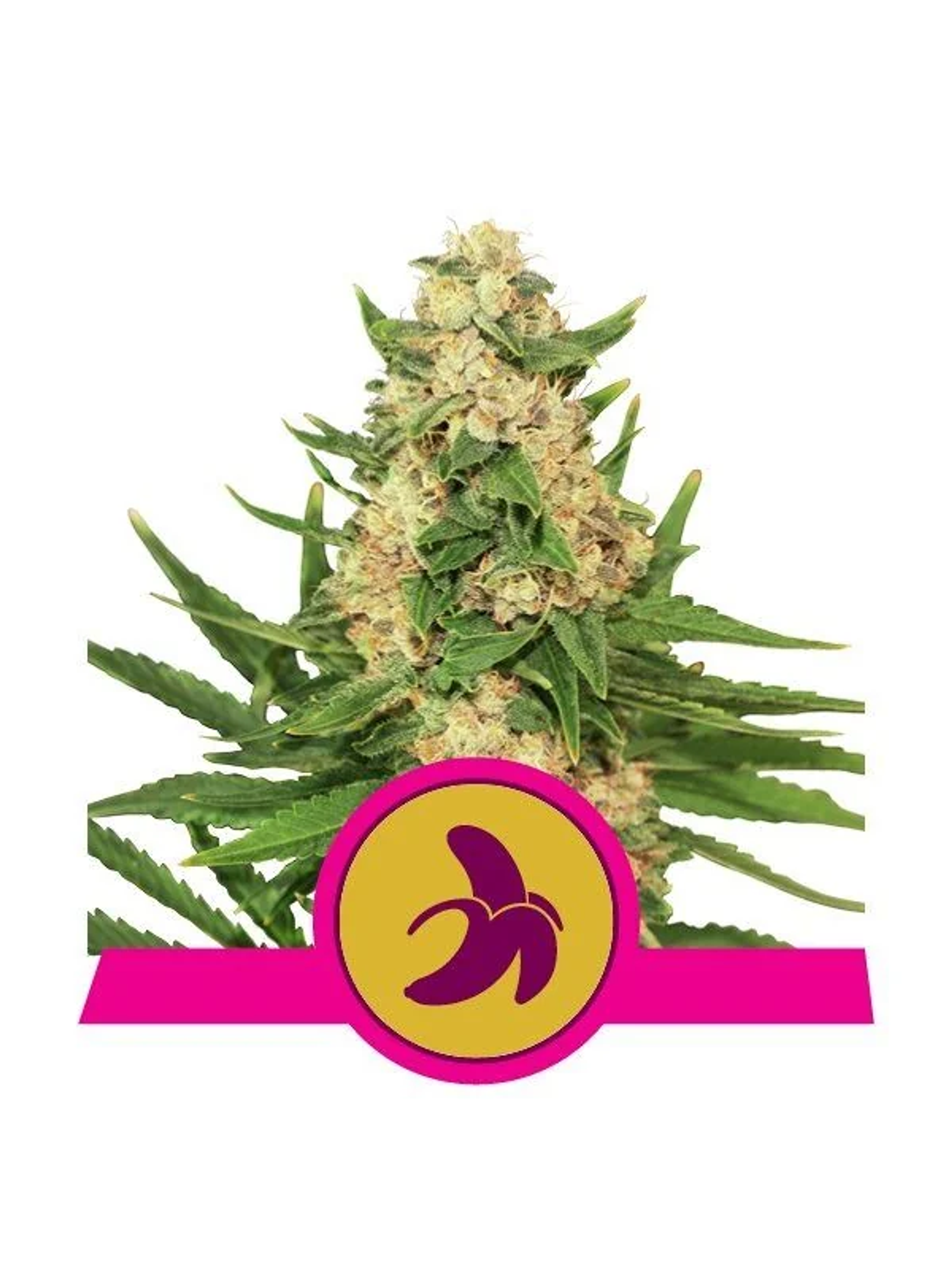 Fat Banana Fem -Royal Queen Seeds (X3/X1) 1