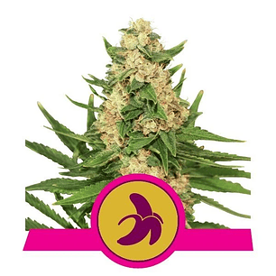 FAT BANANA  FEM X3-ROYAL QUEEN SEEDS
